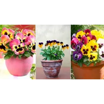 Designer Pansy Plant 8a-pansy plant-6641166-46792.webp